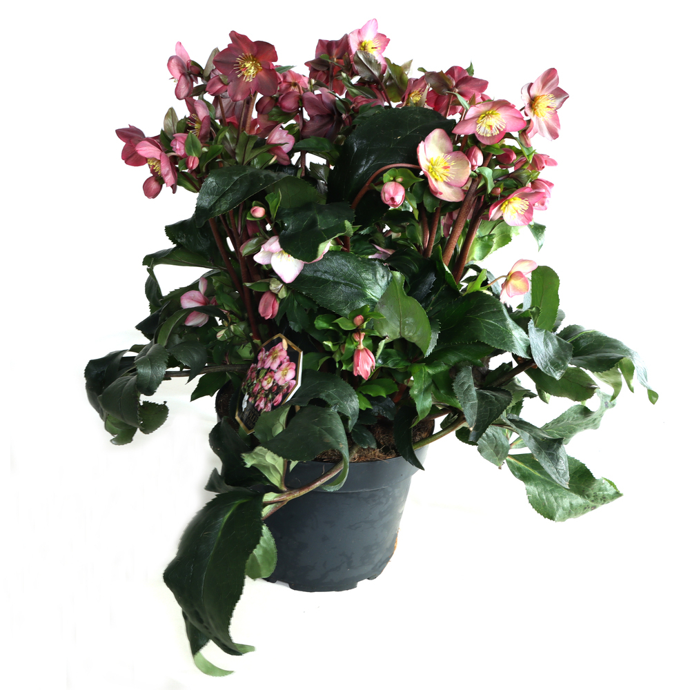 Helleborus glandorfensis inr rose