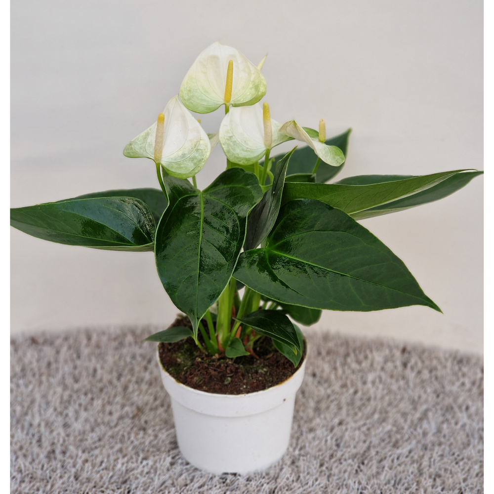 anthurium andreanum cocos