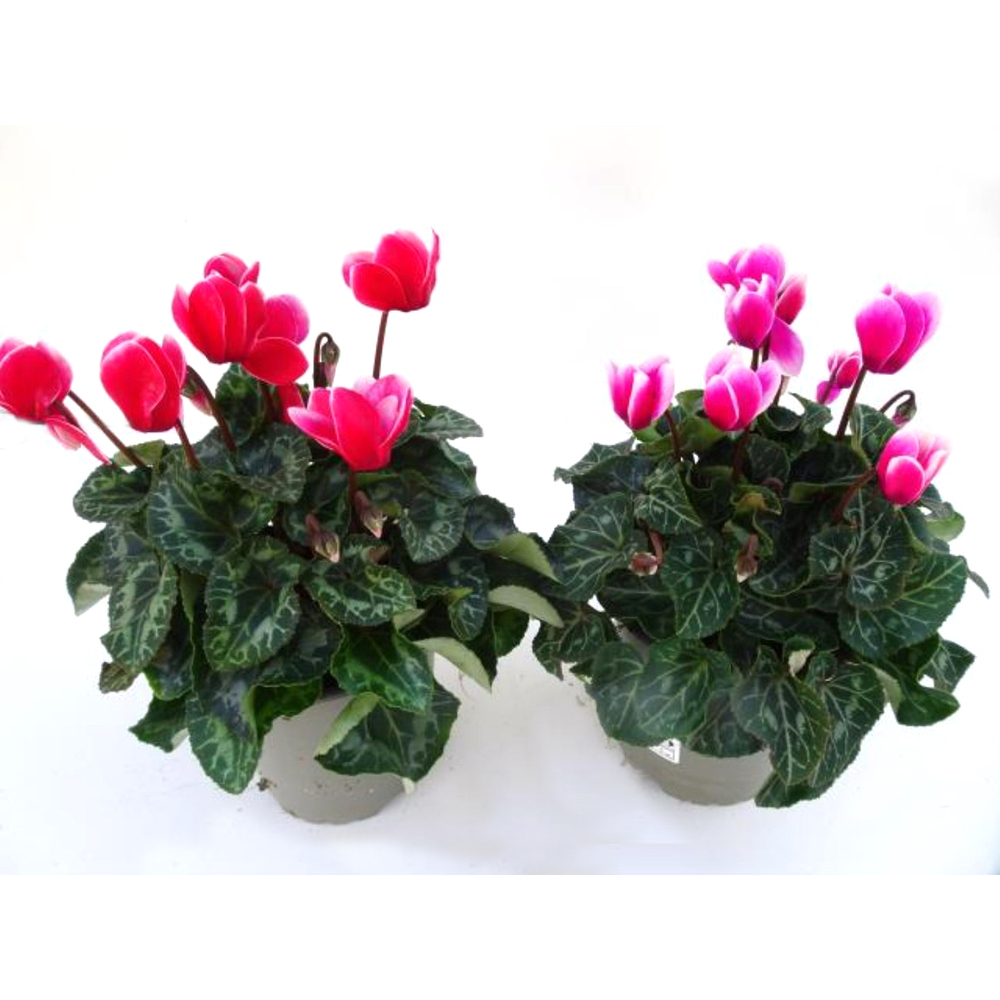 Cyclamen persicum fuji