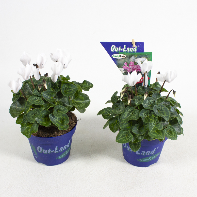 Cyclamen out land mini verano