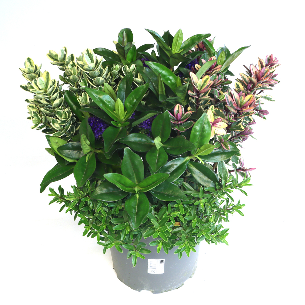 Hebe andersonii quinto