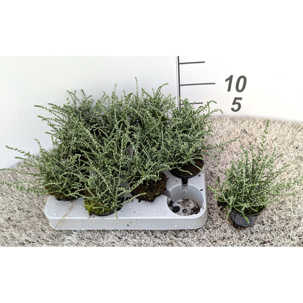 Olearia lepidophylla silver knight