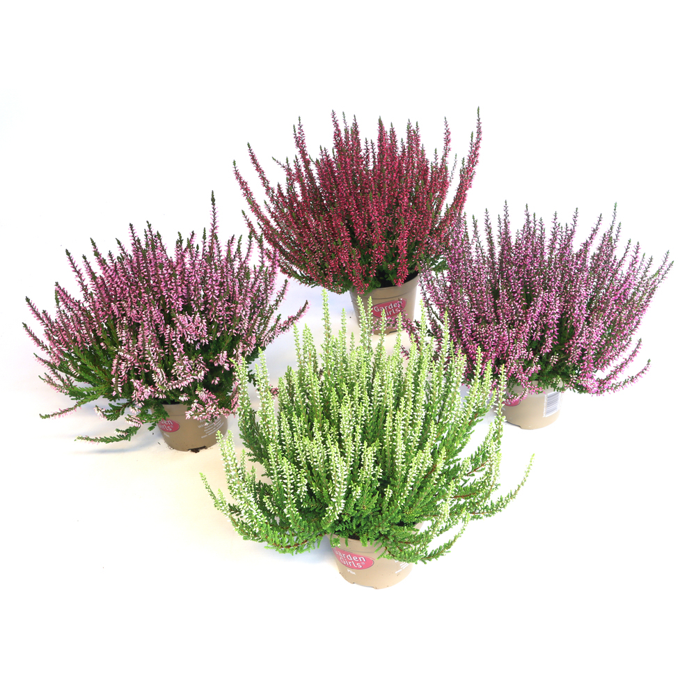 Calluna vulgaris garden girls