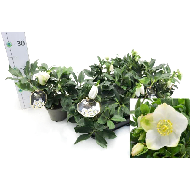 Helleborus niger albert