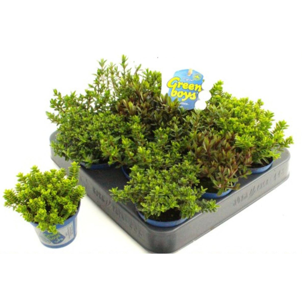 Hebe green boys baby