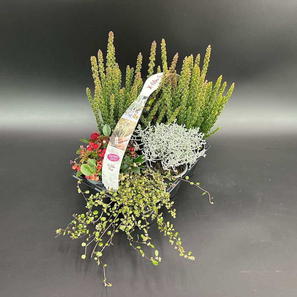 Herbst mix x-mas pack