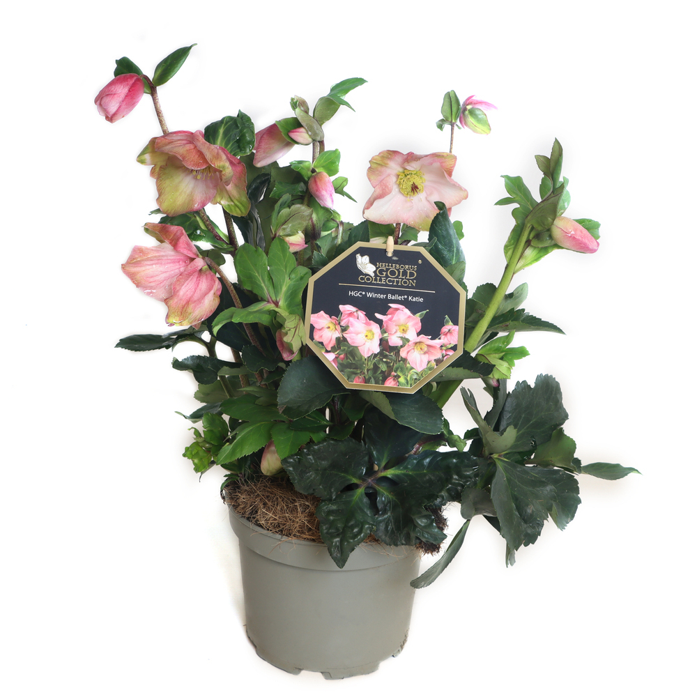 Helleborus lemperii hgc winter ballet katie
