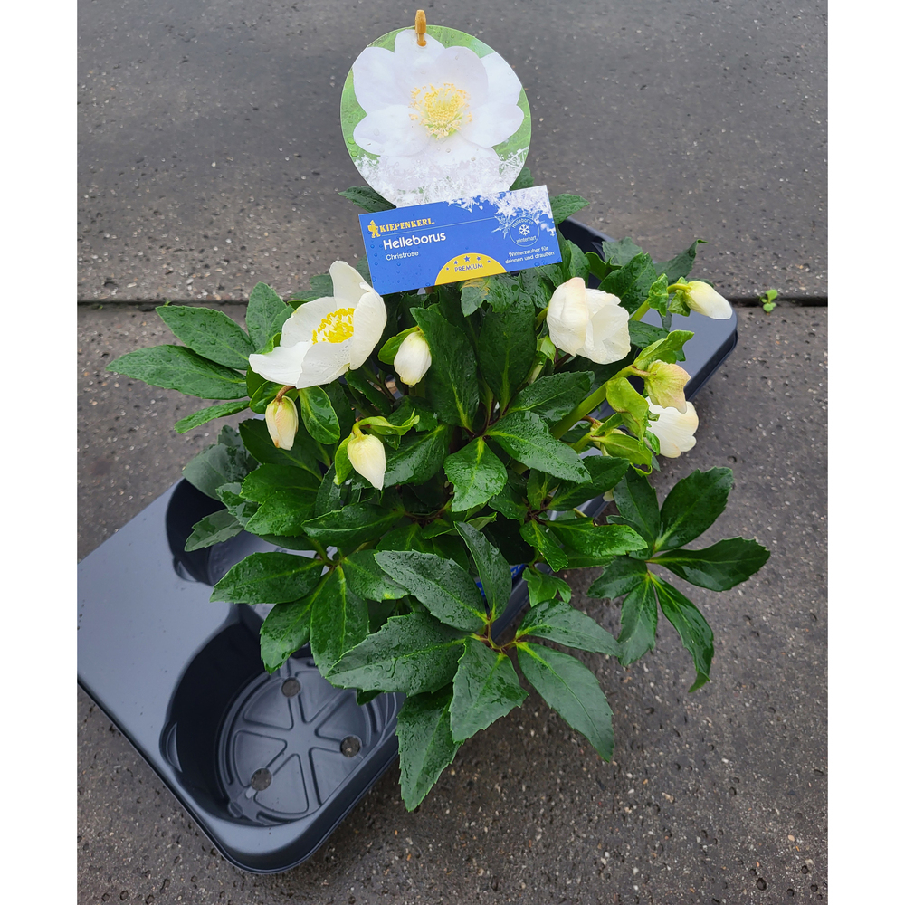 Helleborus niger hgc diva