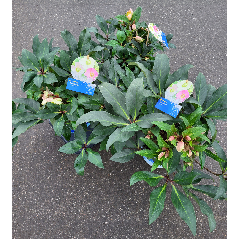 Helleborus hybridus hgc marlon