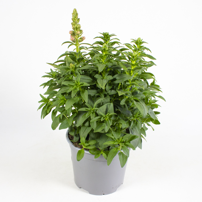 Antirrhinum rio samba trio