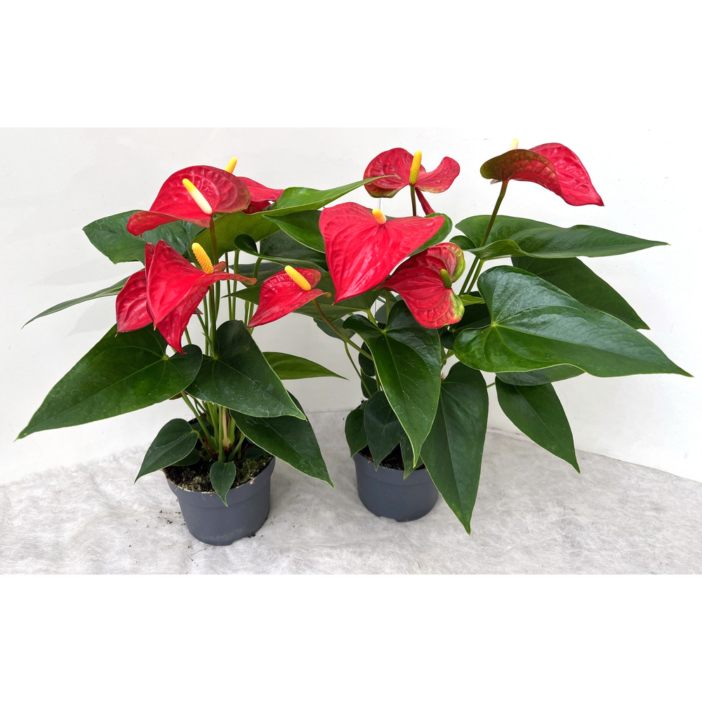 anthurium andreanum bambino