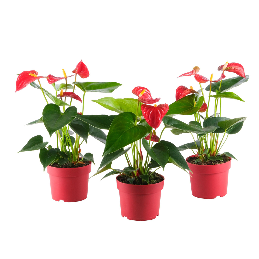 anthurium andreanum bambino