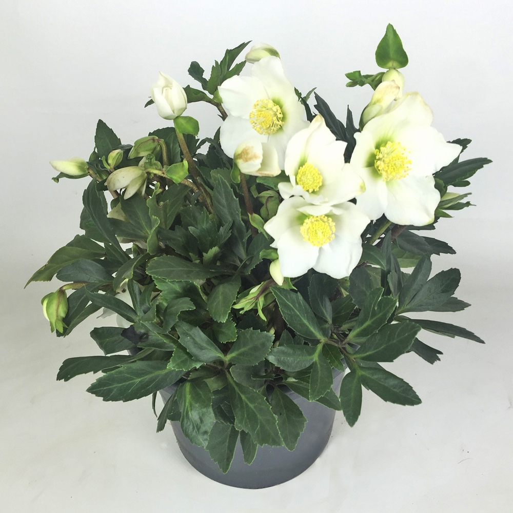 Helleborus niger hgc wintergold