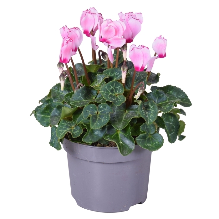 Cyclamen persicum patio victoria
