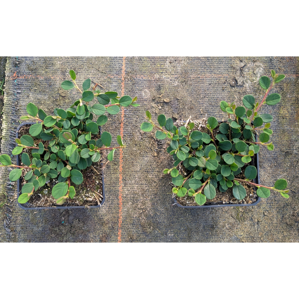 cotoneaster dammeri evergreen