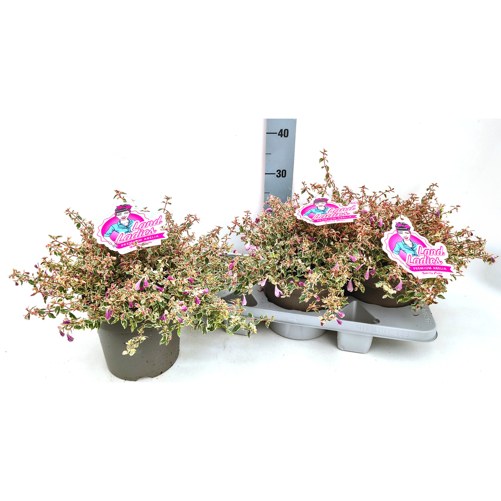 abelia grandiflora swirly bells