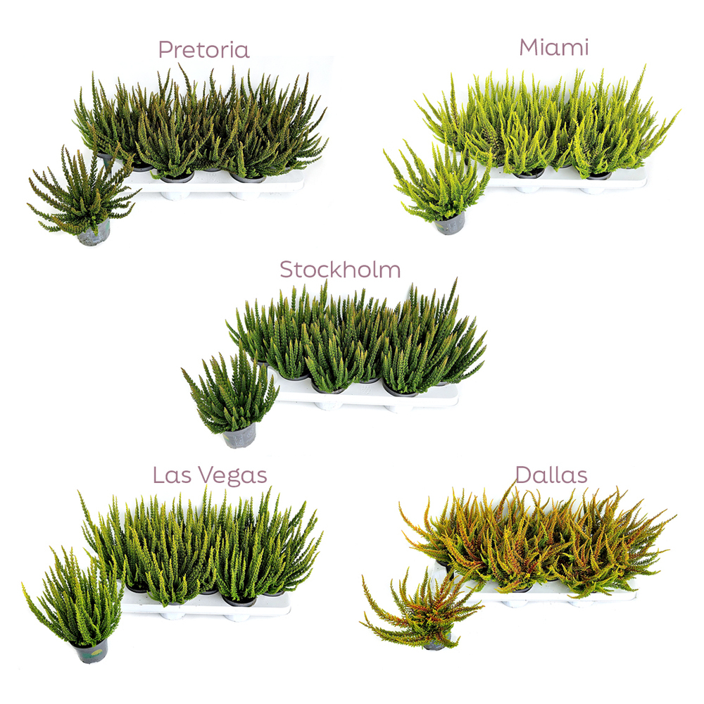 Calluna vulgaris beauty ladies skyline