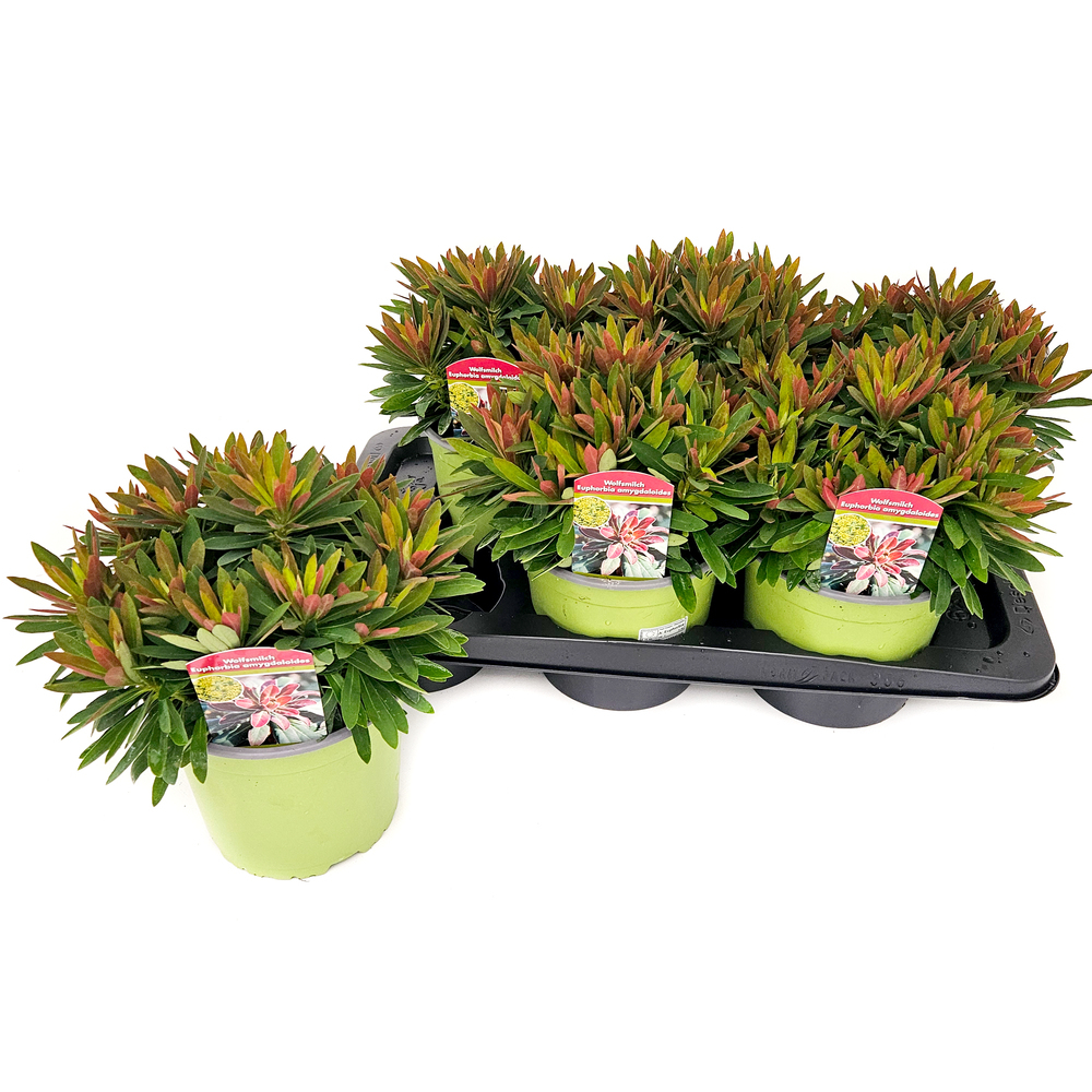 Euphorbia amygdaloides athene