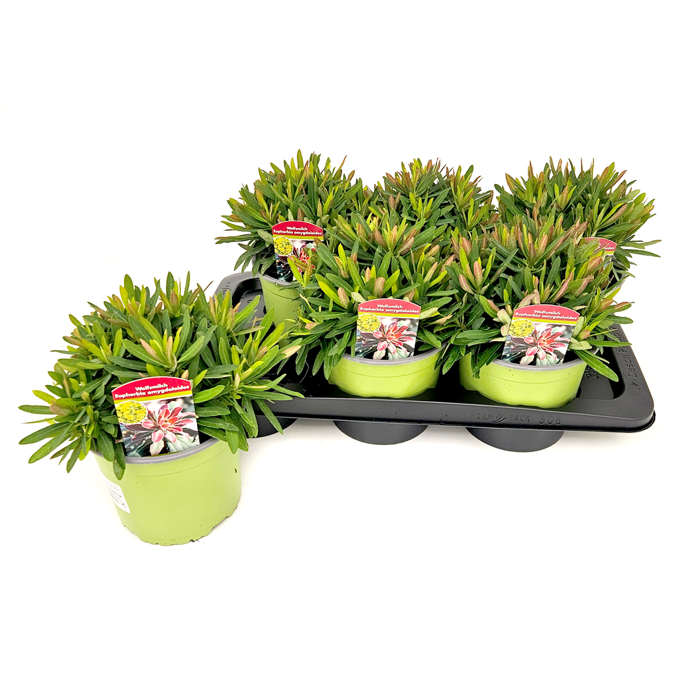 Euphorbia amygdaloides medea