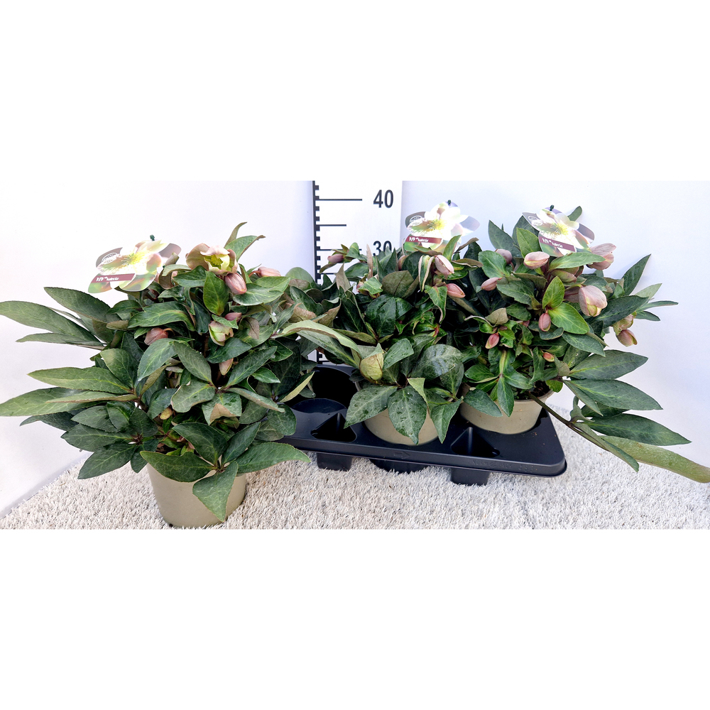 Helleborus orientalis viv valeria