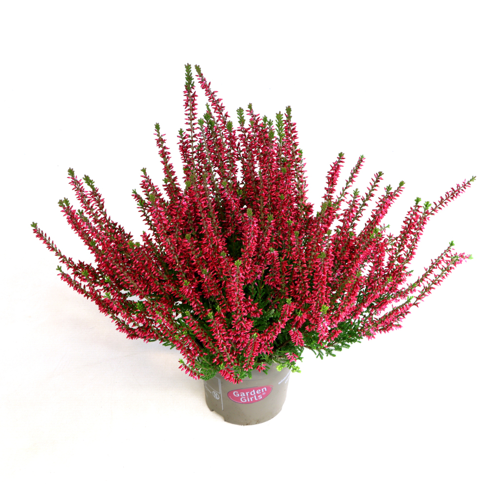 Calluna vulgaris garden girls franca