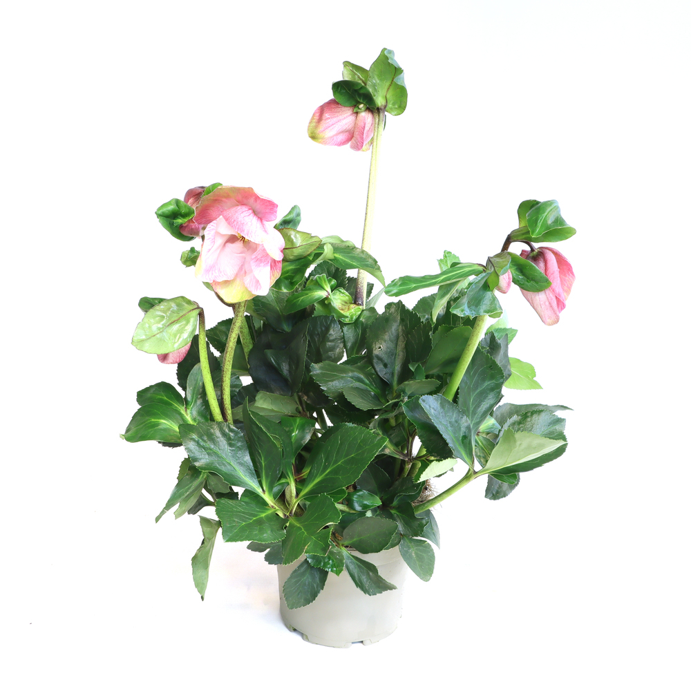 Helleborus lemperii hgc katie