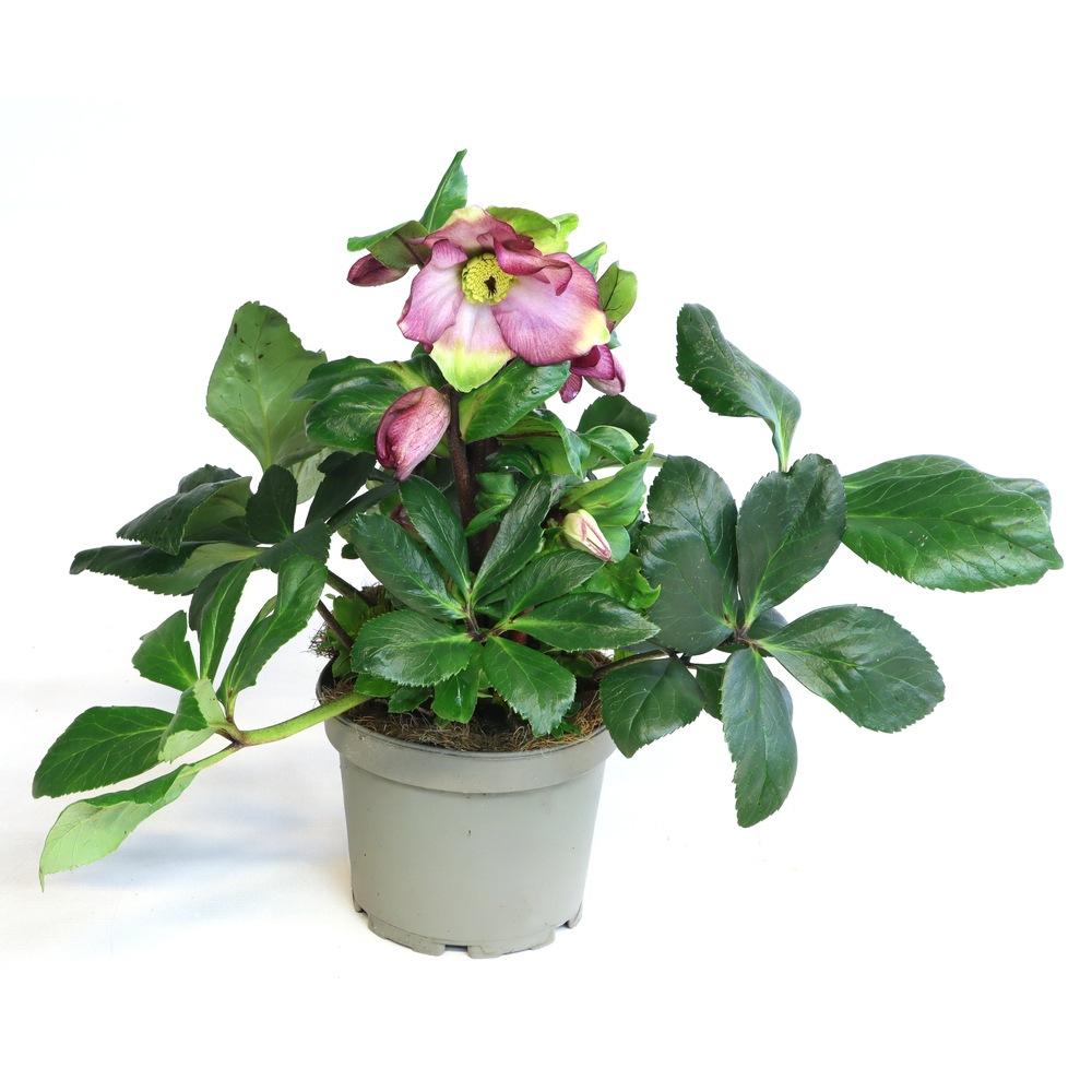 Helleborus glandorfensis inr pink flaire