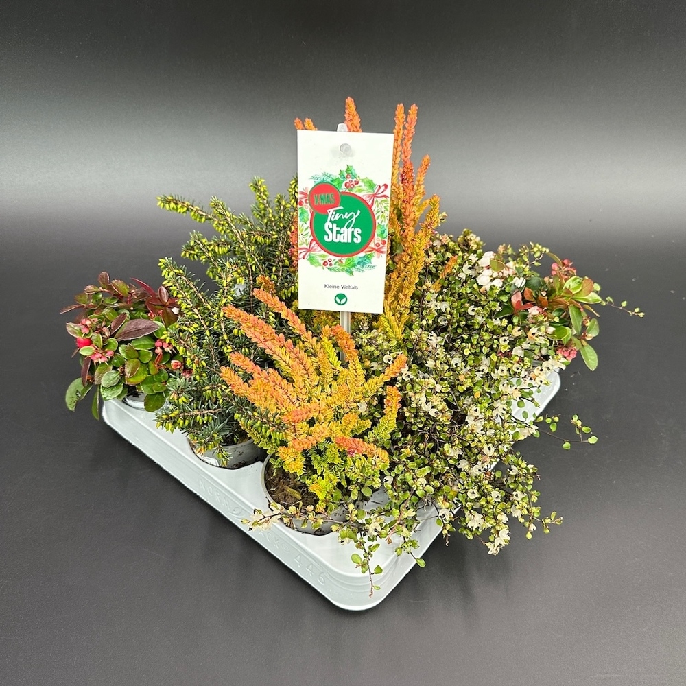Herbst mix tiny stars