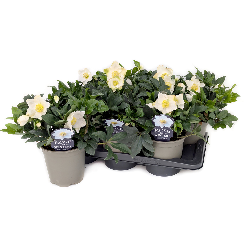 Helleborus niger jasper