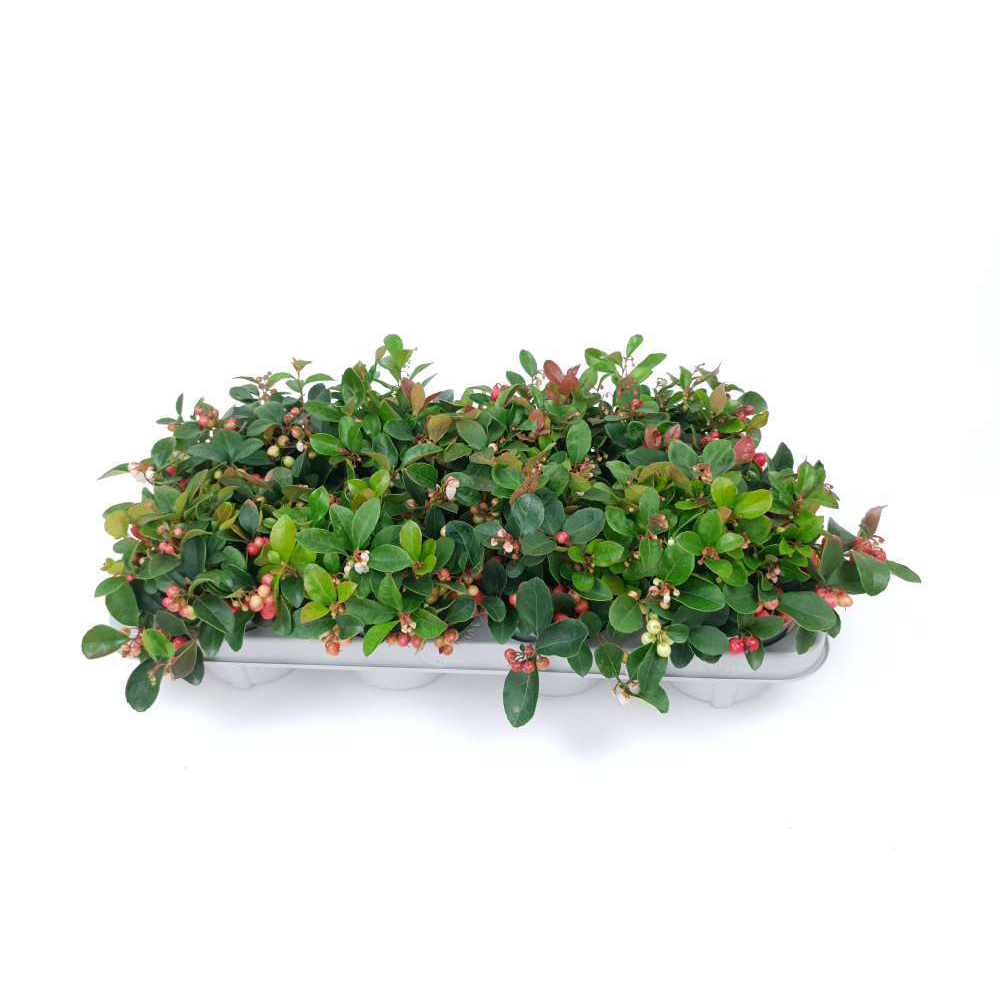 Gaultheria procumbens winter pearls