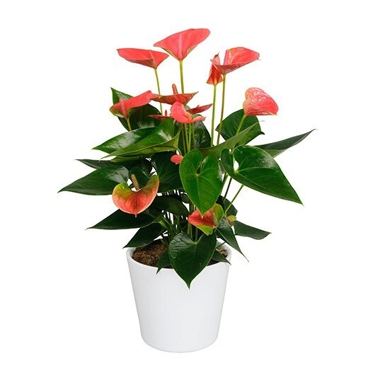 anthurium andreanum sweet dream