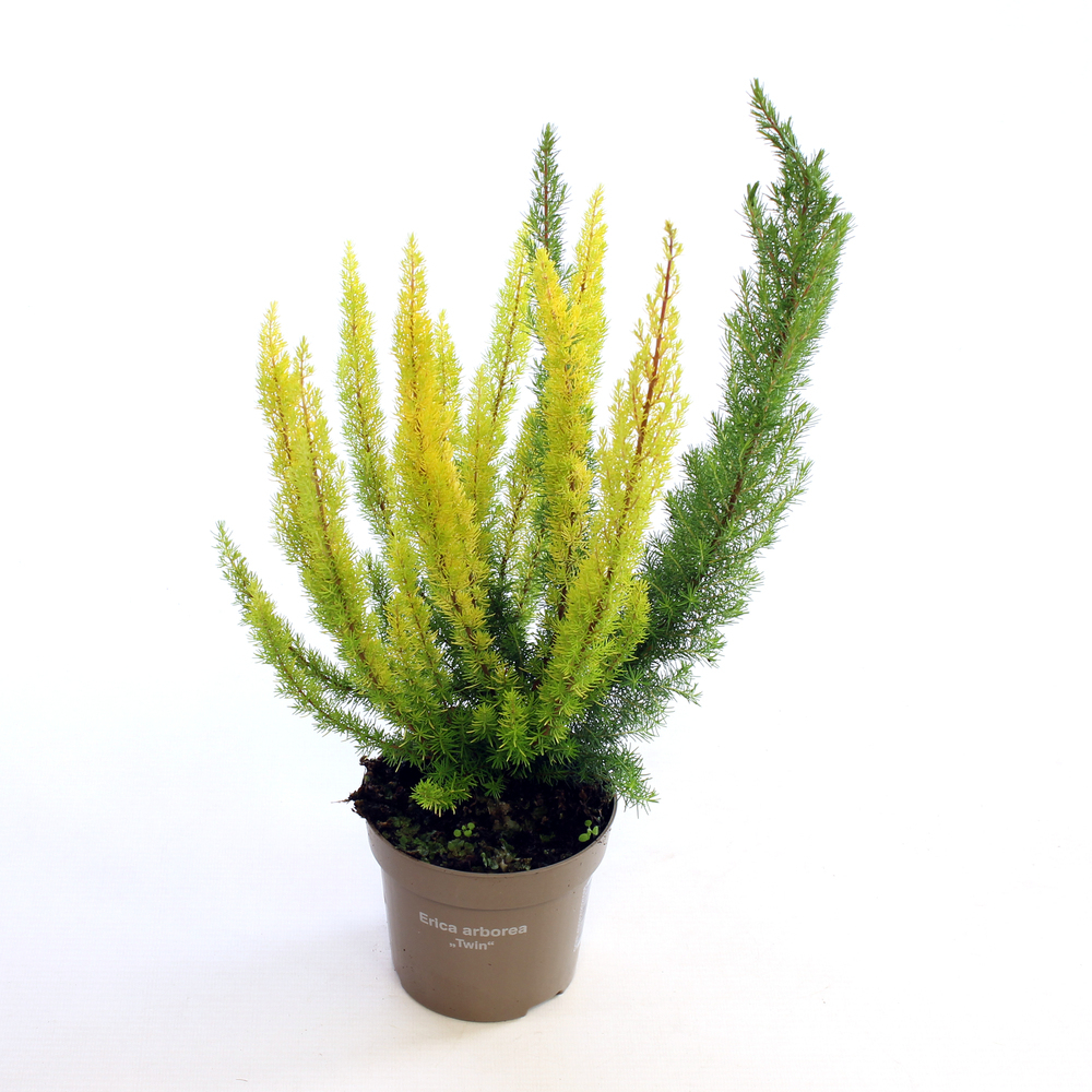 Erica arborea albert's gold + kermit twin