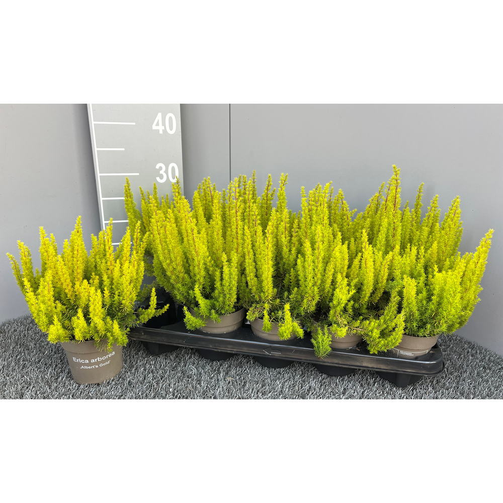 Erica arborea albert's gold