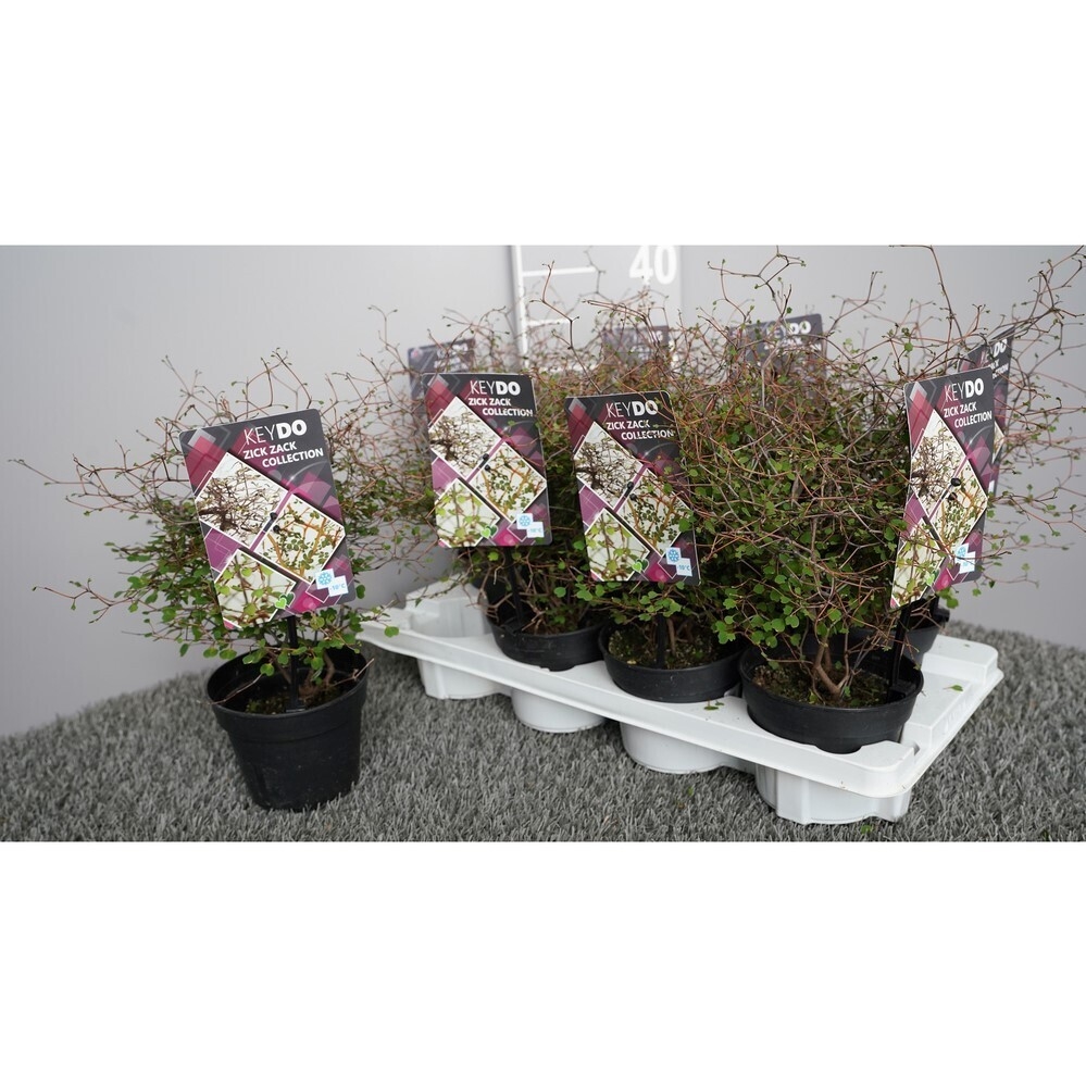 Muehlenbeckia astonii zick zack