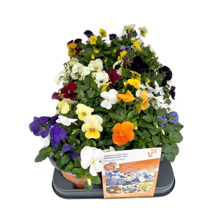 Viola cornuta mix a twix