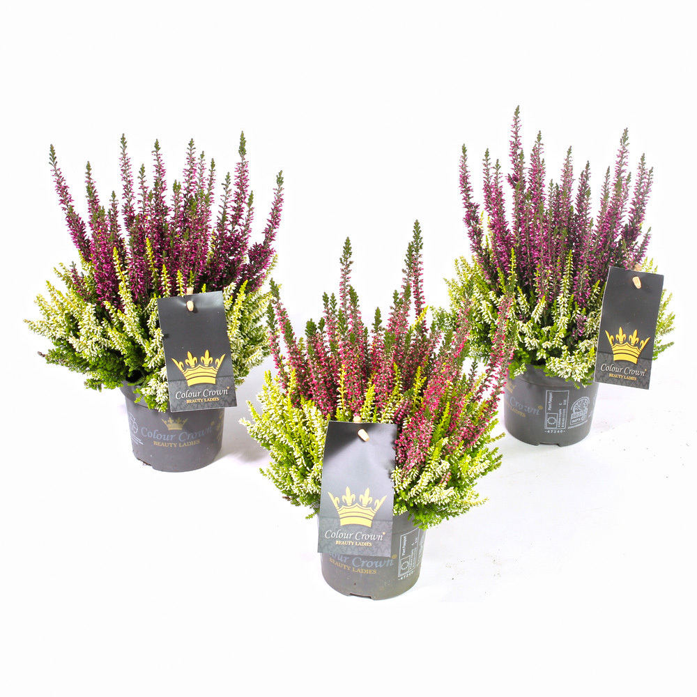 Calluna vulgaris beauty ladies colour crown