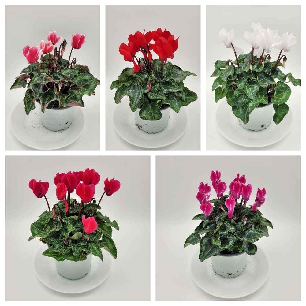 Cyclamen persicum verano