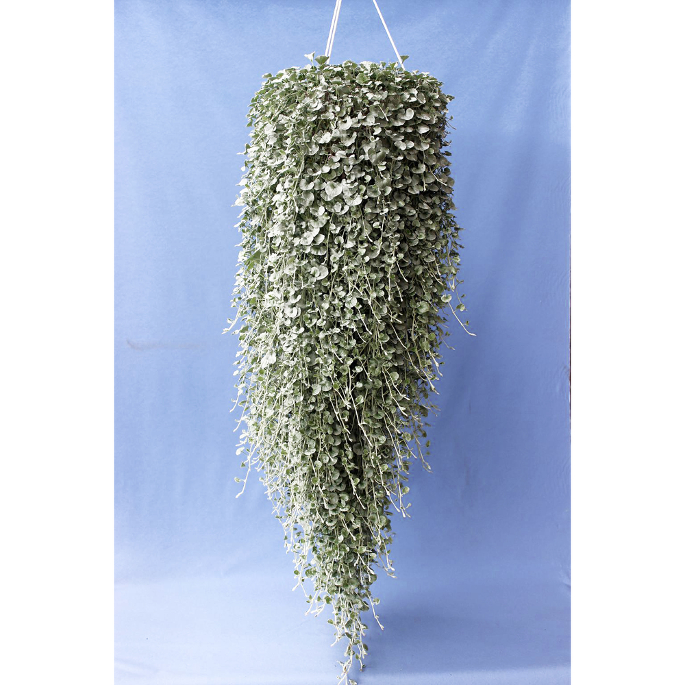 Dichondra argenta silver falls