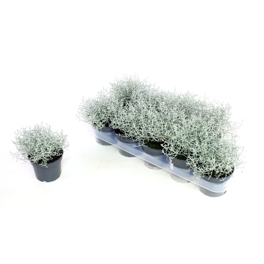 Calocephalus/leucophyta brownii