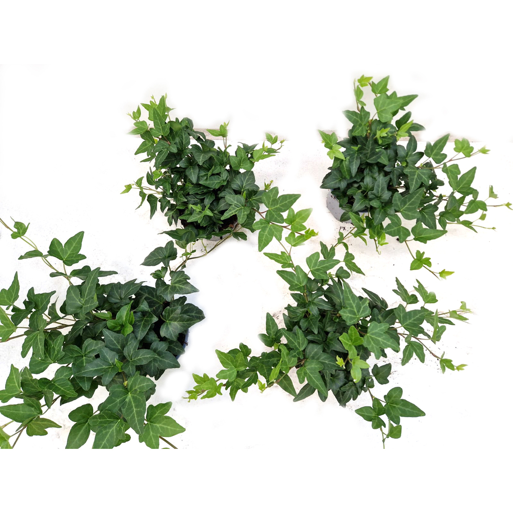Hedera helix shamrock