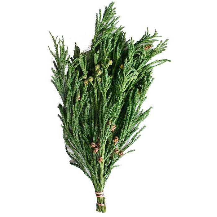 Cryptomeria japonica grün 400-450 g