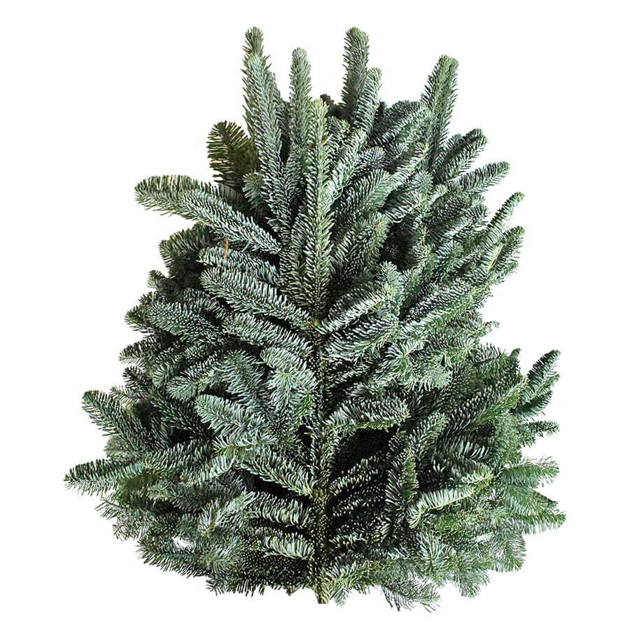 Abies nobilis blau-grün 5 kg / iii