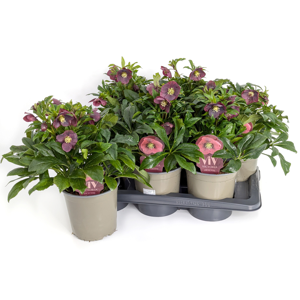 Helleborus orientalis viv victoria