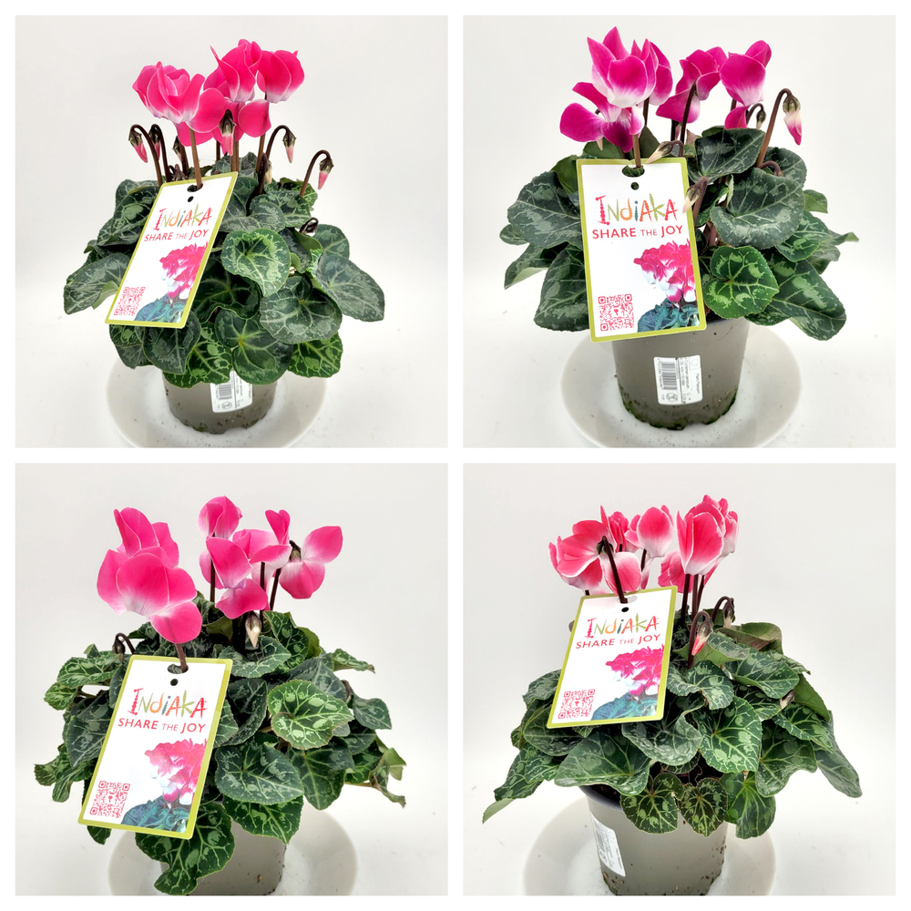 plantes d`intérieur