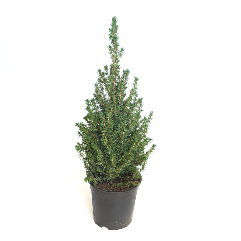 picea glauca conica