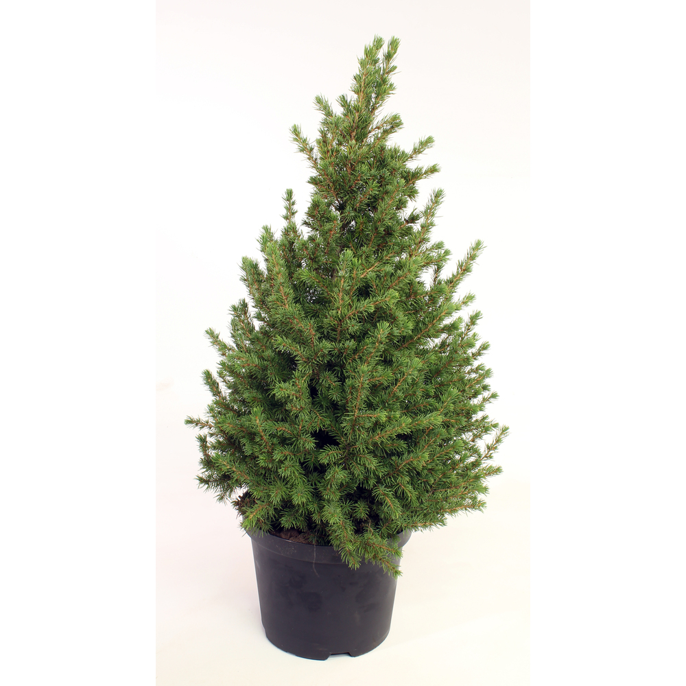 picea glauca conica