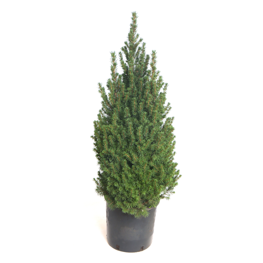 picea glauca conica