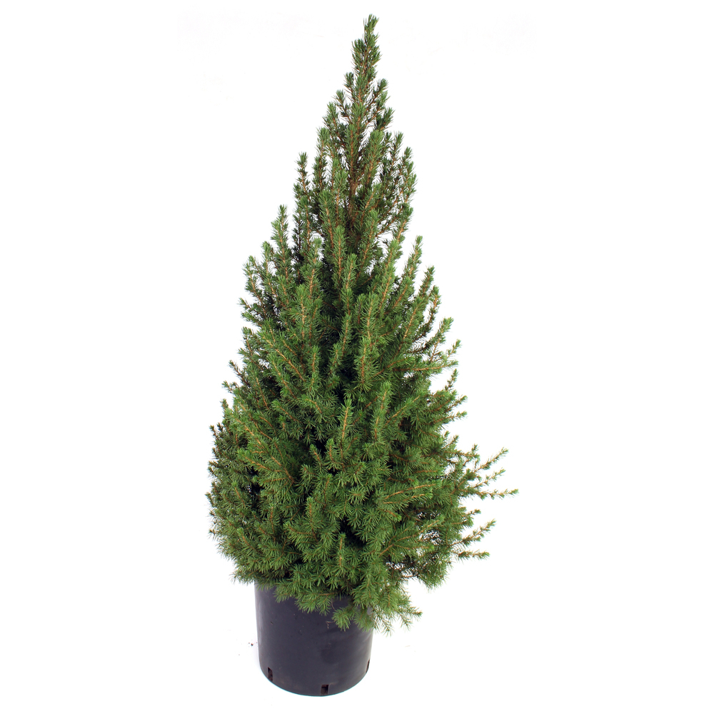 picea glauca conica