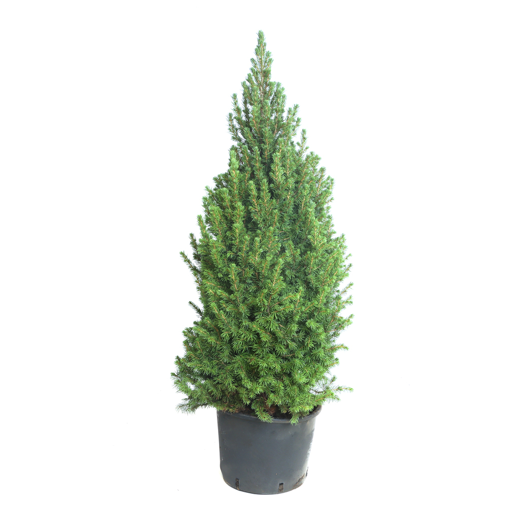 picea glauca conica