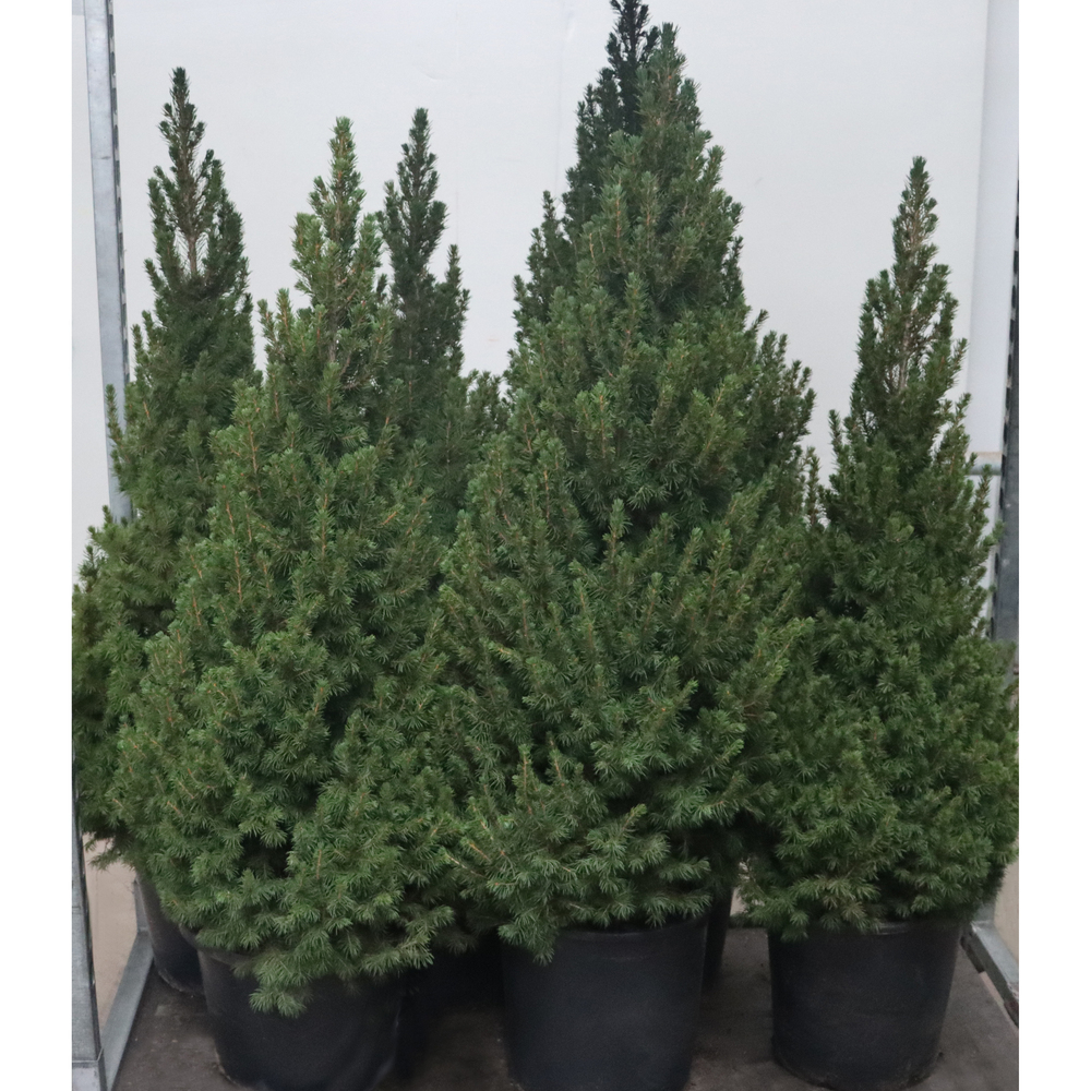 picea glauca conica